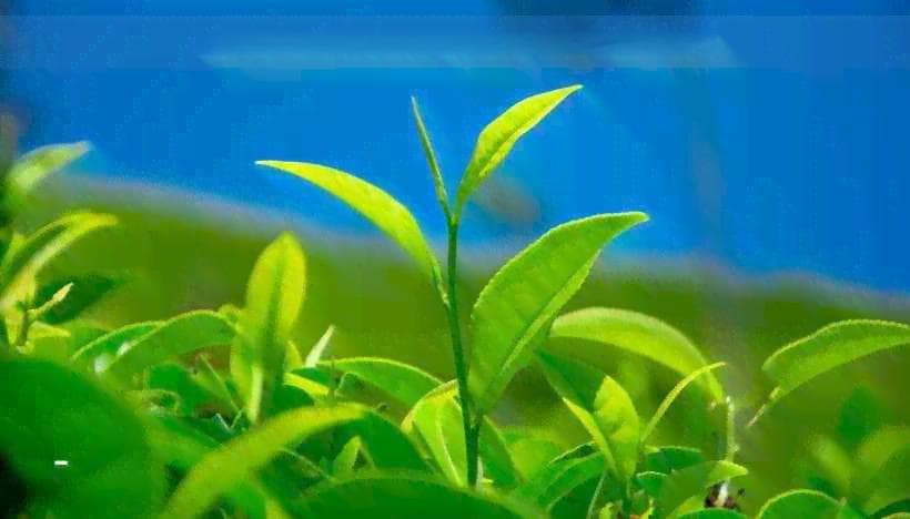 鼻炎患者适用的茶品推荐：缓解症状、改善体质的全面指南