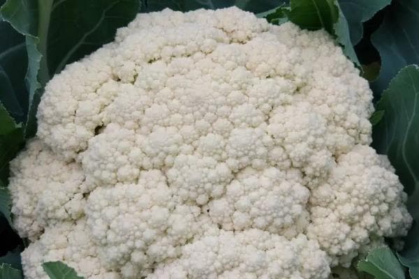 花菜种植施肥全攻略：从基肥到追肥的详细指南
