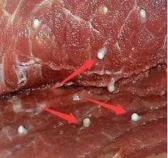 爱吃生鱼片和生腌？这份食源性寄生虫病科普指南请查收