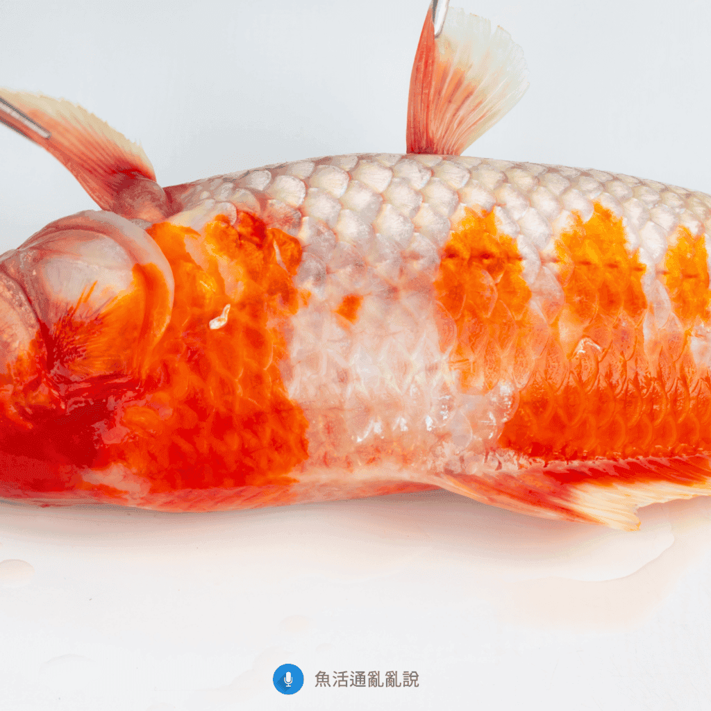 春天鱼"长瘤"怎么办？鱼类肿瘤与病毒风险全攻略