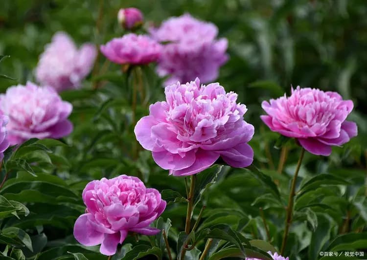 芍药：一株带“药”字的仙草，如何识破“李逵”与“李鬼”？