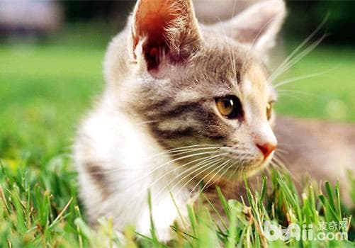简单检查猫咪眼睛方法