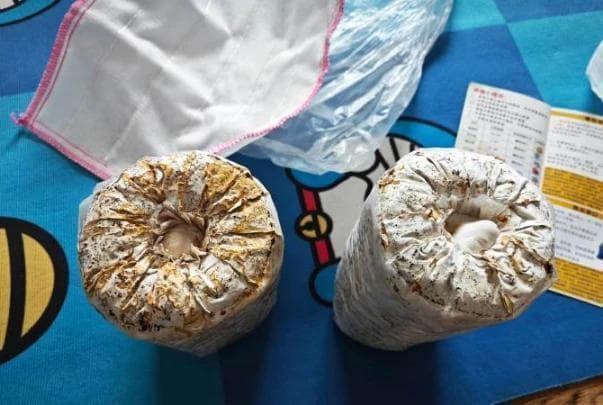 以木耳、香菇栽培为例——探索菌包海绵在食用菌产业中的价值