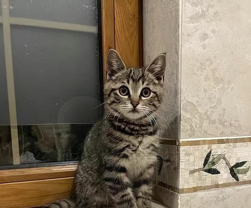 宠物小猫感冒饮食护理指南