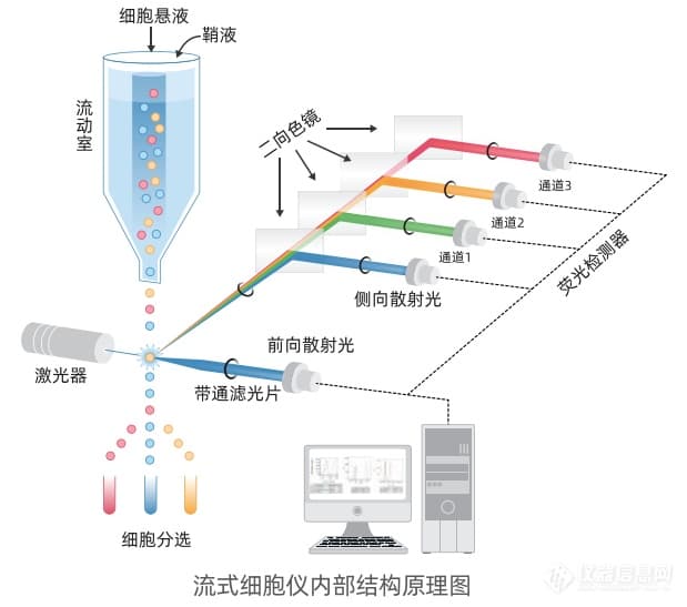 细胞世界的“CT扫描”：流式分析技术深度解析与实战应用