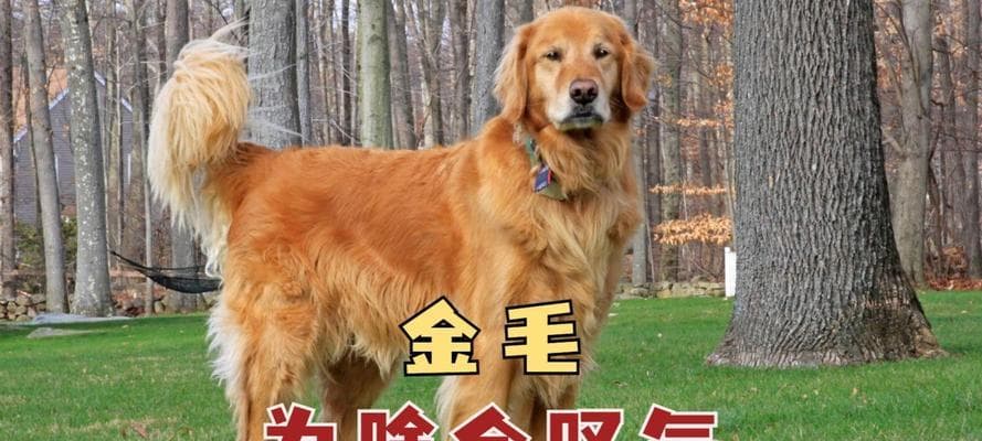 揭秘小狗叹气的15个原因：从身体表达
到情感共鸣