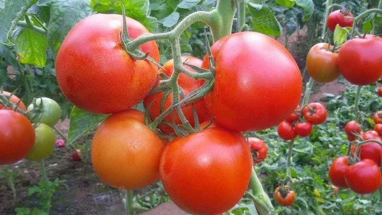 空腹吃西红柿：利弊分析与食用建议