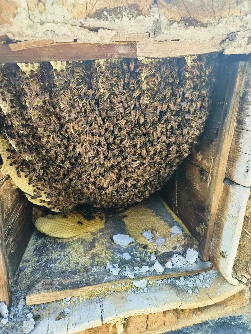 蜂巢泡酒：传统养生酒的正确制作方法与注意事项