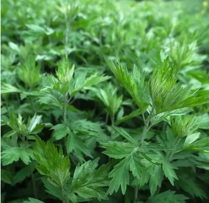 老人一到冬天就手脚冰凉？泡脚管用吗？医生提醒：调理要做好3点