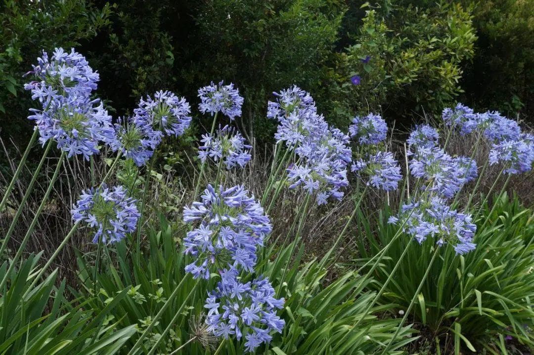 百子莲种植全攻略：从品种选择到越冬管理