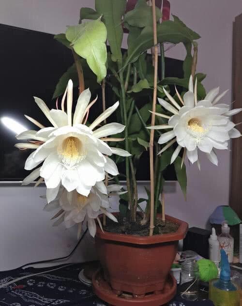 昙花的养殖方法和注意事项，昙花怎么养