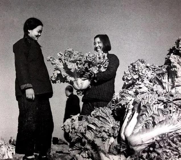 北方冬储大白菜：从生活必需到怀旧符号