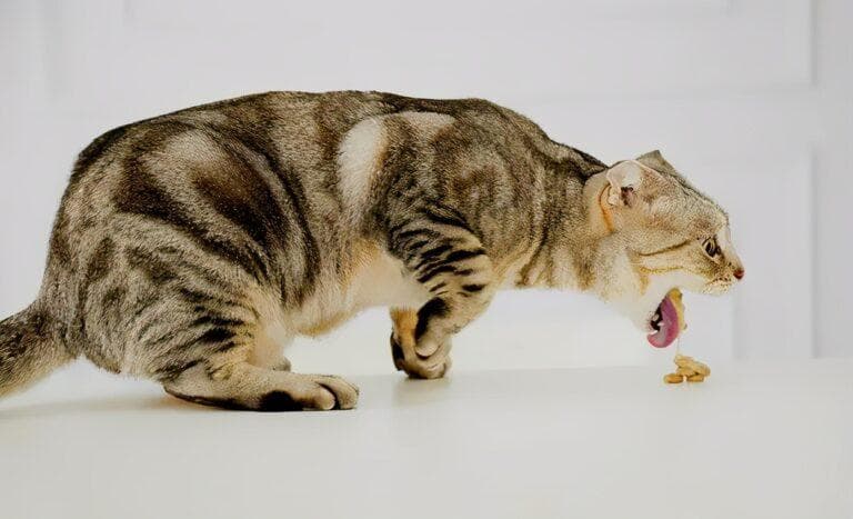 猫咪呕吐是怎么回事（最全猫咪呕吐原因与应对办法）