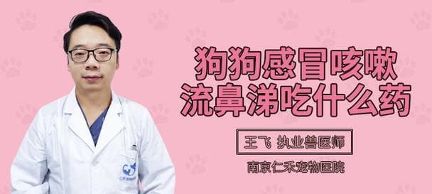 小狗感冒咳嗽怎么办？家庭护理与就医指南