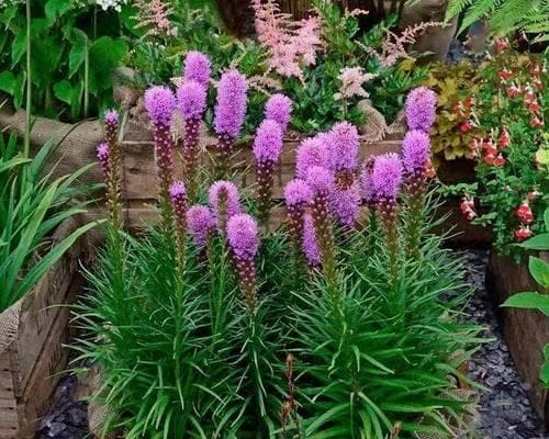 室外种植花卉推荐（打造美丽庭院的15种花卉选择）
