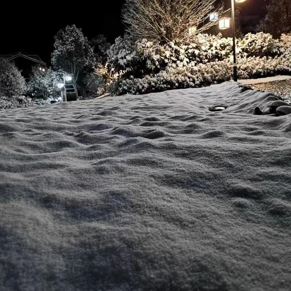 下雪了，毕节的杜鹃花和樱桃花还好吗？