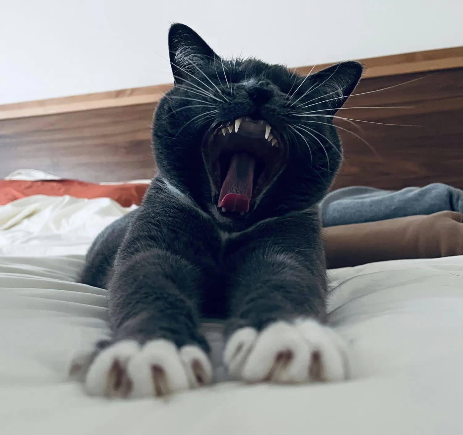 猫咪为何总在早晚捣乱？揭秘黎明黄昏性动物的秘密