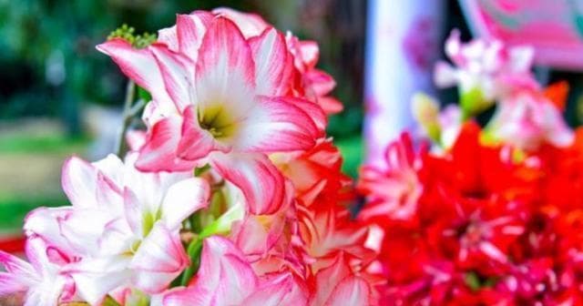 什么花代表母亲？母亲节送什么花最合适？