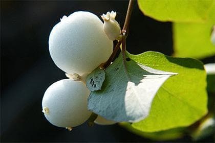 八字流年大运三甲齐聚吉凶解析