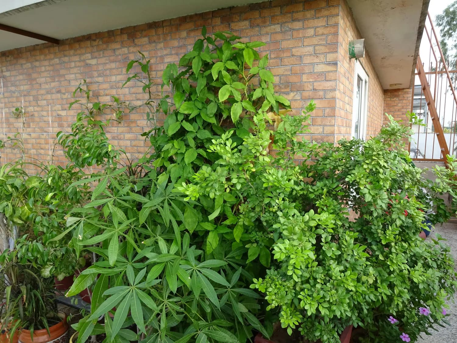 阳台种菜成新宠：治愈身心的秘密武器