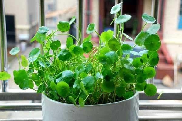 铜钱草怎么种植方法
