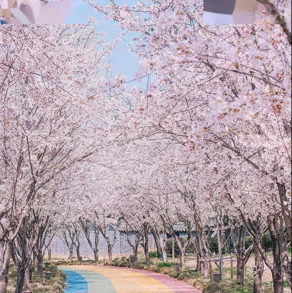 扬州樱花季：全国最大樱花园与最美樱花大道等你来