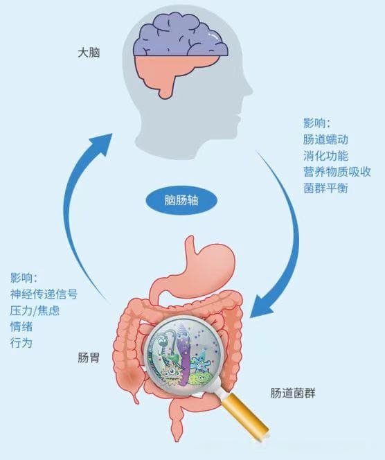 枸杞引领肠道菌群新时代，脑肠轴的“甜蜜”调节器