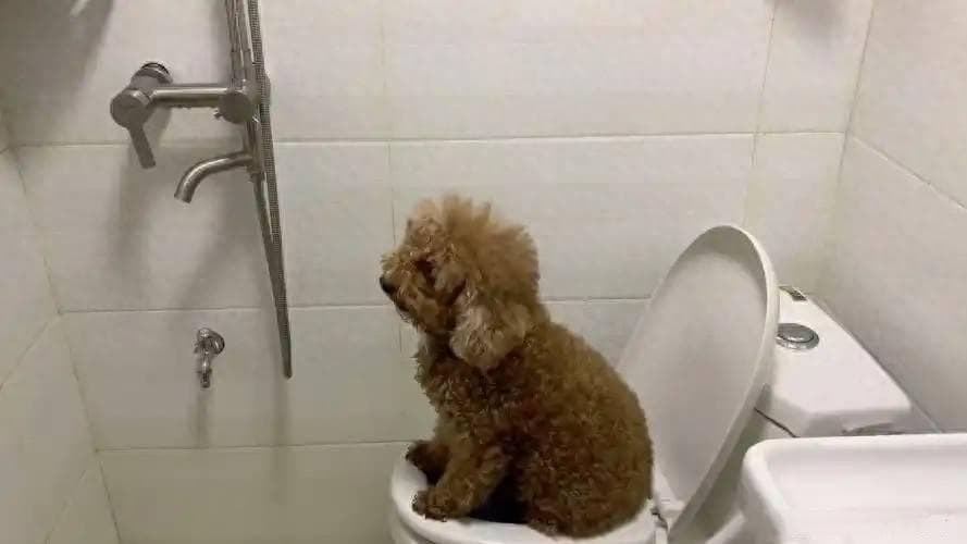 贵宾犬拉稀怎么办？原因分析与解决方案全攻略