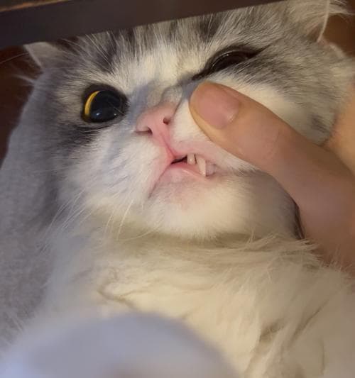 猫咪牙齿年龄段与口腔保健（掌握不同年龄段猫咪的口腔护理技巧）