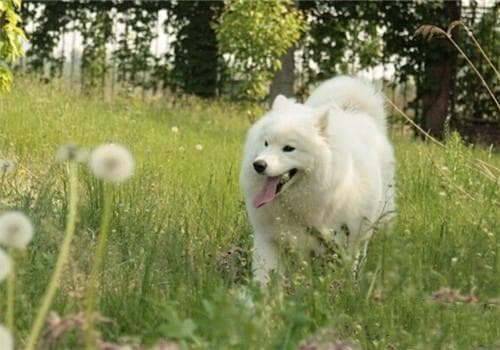 狂犬病重在预防
