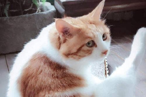 不同季节，同样关爱：打造完美猫咪生活圈