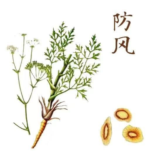 祛风解表，胜湿止痛——防风