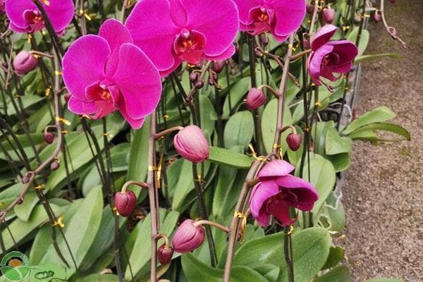7个蝴蝶兰扦插方法