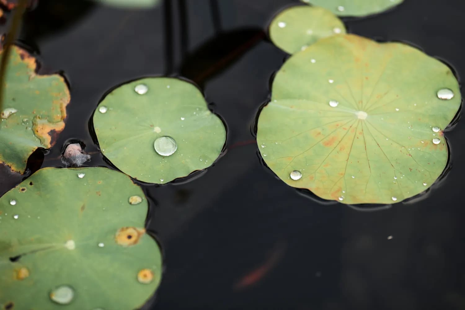 雨水节气“三招改运法”：这样做，7天见效！乙巳年财运暴涨、桃花上门！