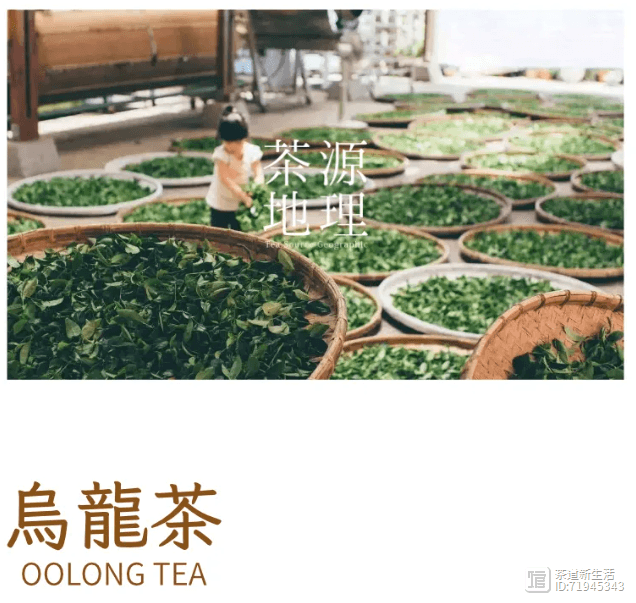 以香醉人的乌龙茶“4大门派”，你喜欢哪一派？