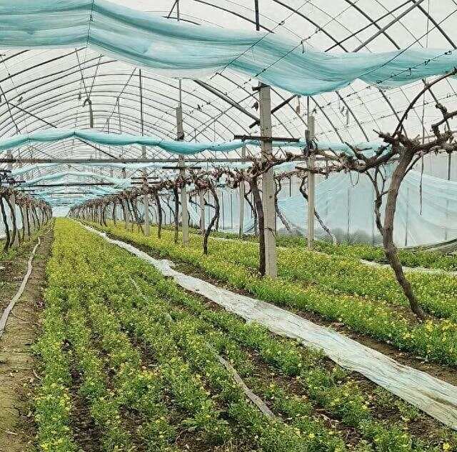 飙至440元/斤，猫爪草价格暴涨！葡萄架下套种，每亩多赚4万