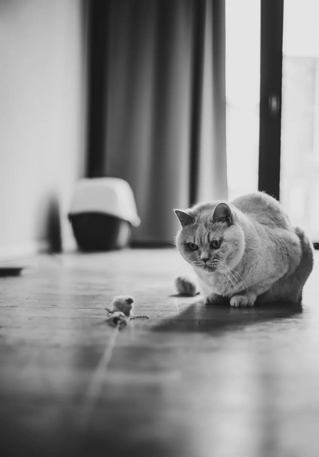 猫咪捕鼠技能大挑战！如何培养你的猫咪成为捕鼠高手？