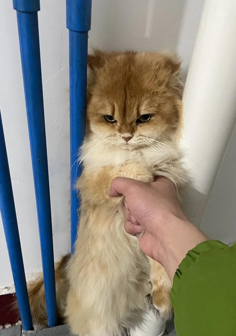 为什么猫咪会尿床？（探究猫咪尿床行为的原因及解决方法）