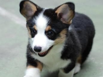 柯基幼犬快速养护指南