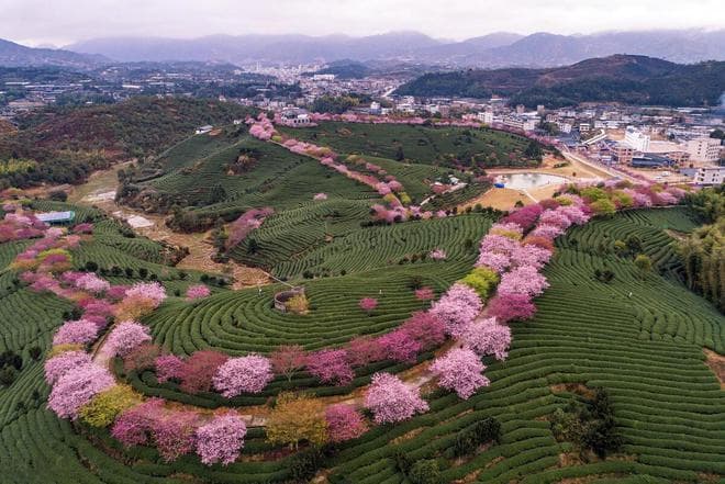 2025樱花季，赏樱胜地都齐了，3月中下旬的8个霸榜花海