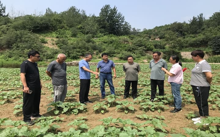 专家团队赴太行山区指导油葵生产，助力乡村振兴