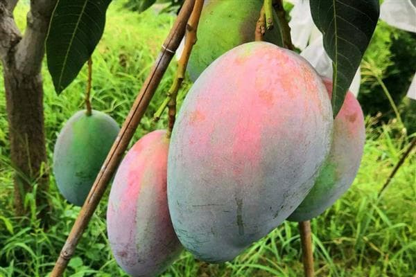 南方能种什么果树，芒果、枇杷、柚子等品种均可栽培