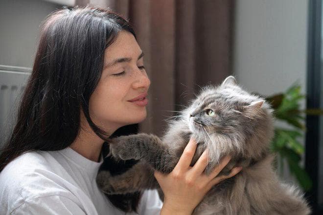金吉拉长毛猫寿命可达17年，16个饲养要点全解析