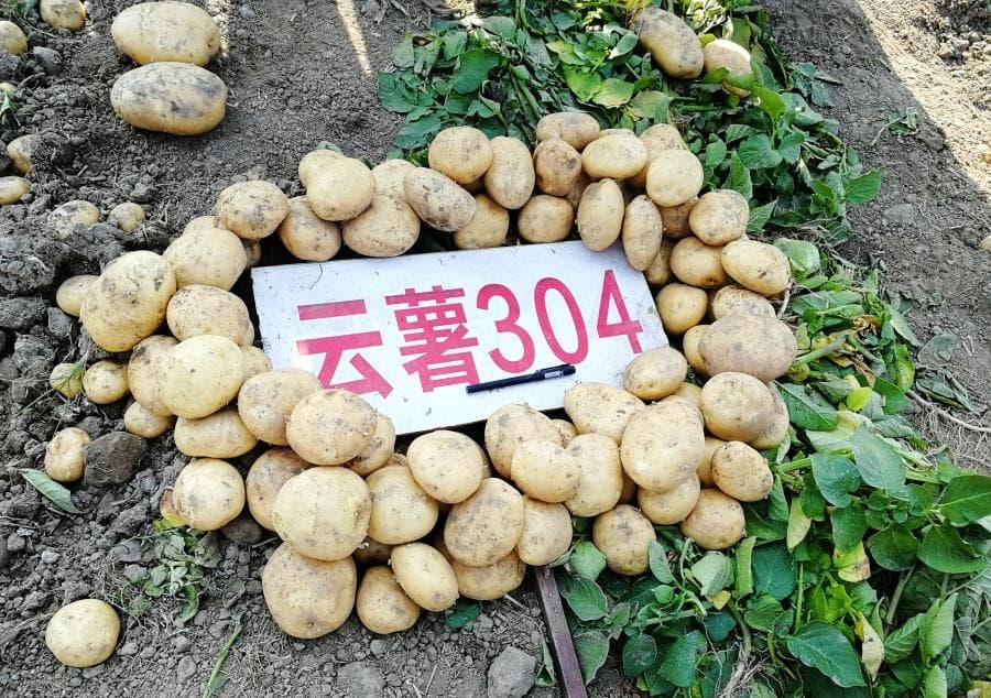 云南“云薯304”入选2024年农业农村部主导品种，成薯片加工首选