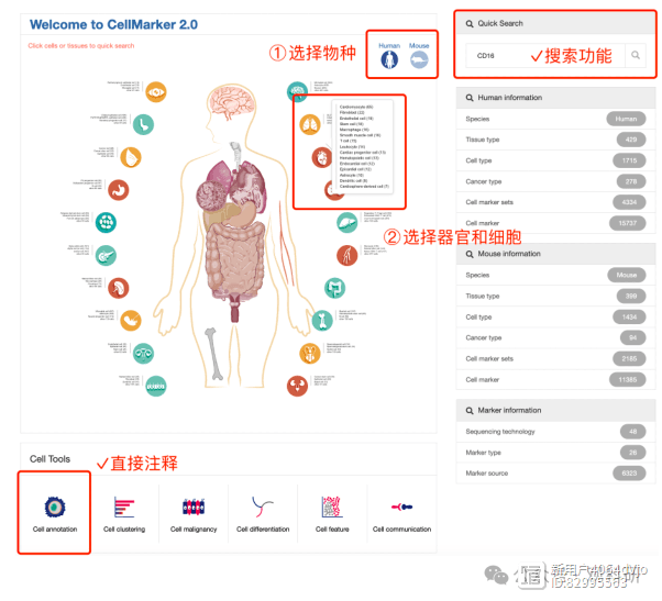 单细胞测序数据分析：三个实用的细胞类型注释工具