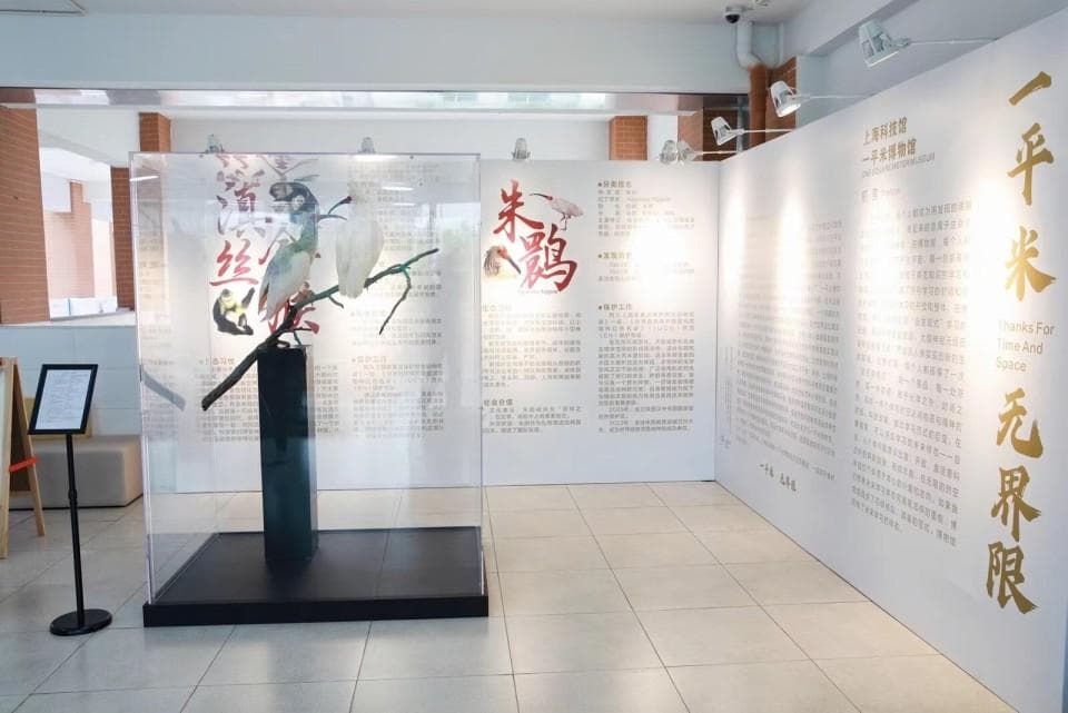 “朱鹮”“金丝猴”成邻居，上海多所校园开辟“一平米博物馆”