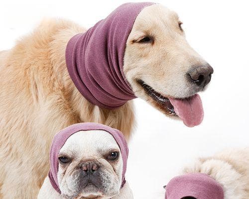如何计算小狗的年龄（宠物犬龄计算方法解析）