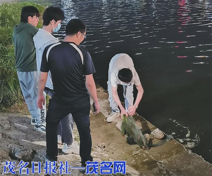 信宜市与高校合作整治清道夫鱼入侵，保护水生态平衡