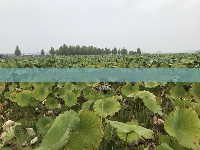华东地区旅游全攻略：热门景点、隐藏秘境及实用攻略指南