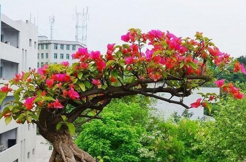 三角梅如何修剪？（图解三角梅修剪技巧与造型。）